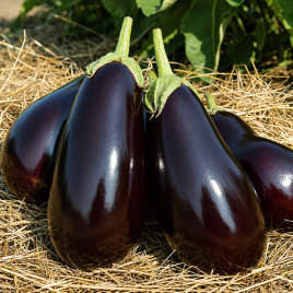 Царская икра семена баклажана раннего 90-110 дн 200-500 гр грушев (GL Seeds)