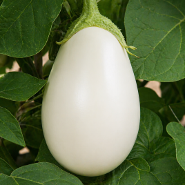 Каролина F1 семена баклажана (Semo)