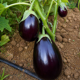 Баклажан Перфекшн F1 