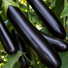 Баклажан Жизель F1 