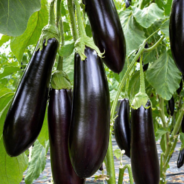 Тети F1 семена баклажана тип Алмаз среднего 300-350 гр. овал. (SAIS)