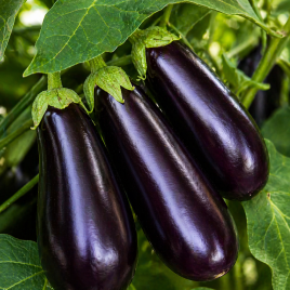 Лонг Вайалетт семена баклажана (Satimex)