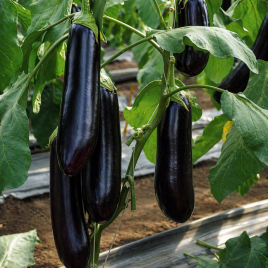 Найт Леди F1 семена баклажана (United Genetics)