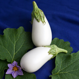 Баклажан Белая лилия 
