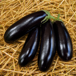 Баклажан Міла F1