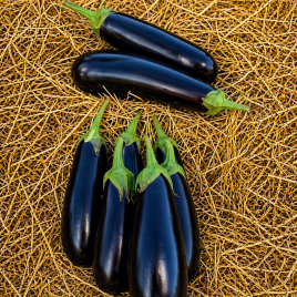 Баклажан Брат F1 