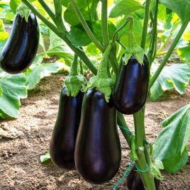 Баклажан ЕС 3592 F1 (ES 3592 F1) 