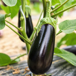 Баклажан ЦРХ 50170 F1 (CRX 50170 F1) 