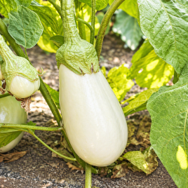 Миракл F1 семена баклажана раннего 50-55 дн. 300-400 г 20 см овал.-цилиндр. белого (Spark Seed)