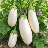 Вкус грибов семена баклажана среднего 95-105 дн. овал. 180-250 гр. белого (GL Seeds)