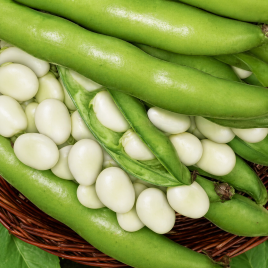 Трижды белые семена бобов средних 80-90 дн. (GL Seeds)
