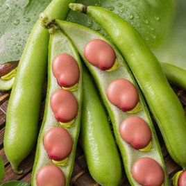 Кармазин семена бобов коричн. (Seedera)