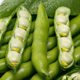 Біб Білий віндсор