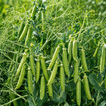 Бинго семена гороха овощного (Syngenta)