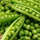 Вальверде семена гороха овощного (Syngenta) 