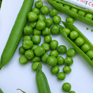 Кингсайз семена гороха овощного раннего 50-55 дн. (Spark Seeds)