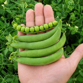 Оскар семена гороха овощного (Semo)