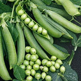 Преладо семена гороха овощного (Syngenta)