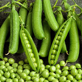 Телефон семена гороха сахарного (Яскрава)