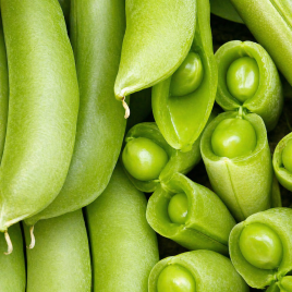 Суперсахарный семена гороха спаржевого (GL Seeds)