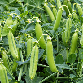 Горох Ельдорадо 