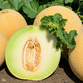 Кюрелла F1 (Курела F1) насіння дині тип Галію середньої 62-67 дн. 1,8-2,0 кг окр. (Seminis)