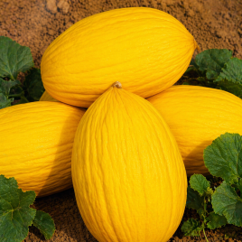 Ругосо ди Косенца семена дыни тип Канадский (SAIS)