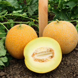 КС 517 F1 (KS 517 F1) насіння дині тип Галія ранньої 1,5-2,5 кг (Kitano Seeds)