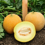 КС 517 F1 (KS 517 F1) насіння дині тип Галія ранньої 1,5-2,5 кг (Kitano Seeds)