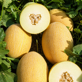 Анамакс F1 насіння дині тип Ананас (United Genetics)