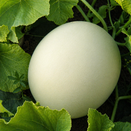 KS 7037 F1 семена дыни тип Honey Dew (Kitano Seeds)