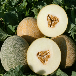 Амалик F1 семена дыни тип Ананас (United Genetics)