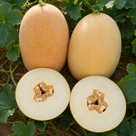 Дыня ИНХ 1037 