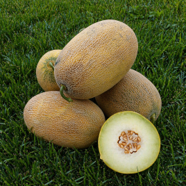 Дыня Дейра F1