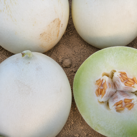 Дыня INX 1063 F1