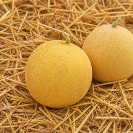 Диня E25G00709 F1