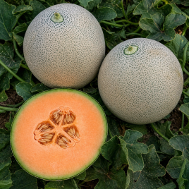 Диня Капаз F1 (Kapaz F1)