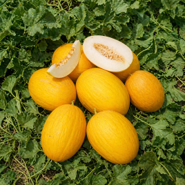 Диня Амарілло Каррера F1 (Карера) 