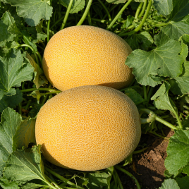 Афродита F1 семена дыни тип Ананас средней 75-80 дн. 3-4 кг овал. оран./бел. (Libra agro)