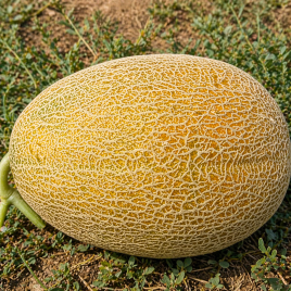 Мегарин F1 семена дыни тип Ананас среднепоздней 3,5-8 кг овал. оран./св.-зел. (Leda Agro)