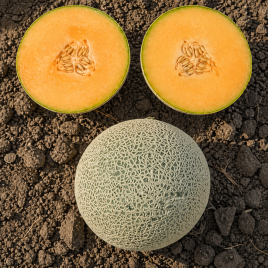 Дао Джок F1 семена дыни тип Канталупе 1,3-1,8 кг окр. оран./бел. (Asia Seed)