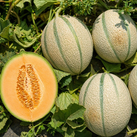 Чарансия F1 семена дыни тип Шаранте 0,8-1,3 кг окр. оранж./бел. (Asia Seed)