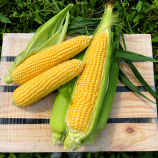 Світ Лакі F1 насіння кукурудзи суперсолодкої Sh2 ранньої 70 дн. 24 см 18-20 р. (Spark Seeds)