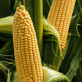 Кукурудза Вега F1 