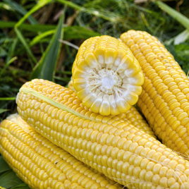 Форвард F1 семена кукурузы суперсладкой Sh2 ультраранней 65 дн. (Spark Seeds)