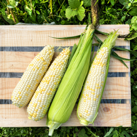 Вайт Туз F1 семена кукурузы суперсладкой Sh2 ранней 67 дн. 20-22 см белой (Spark Seeds)