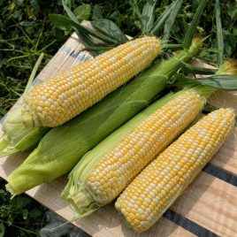 Дефендер F1 (ESB74F1) семена кукурузы суперсладкой Sh2 ранней 74 дн. 21-22 см биколор (Spark Seeds)