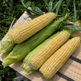 Дефендер F1 (ESB74F1) насіння кукурудзи суперсолодкої Sh2 ранньої 74 дн. 21-22 см біколор (Spark Seeds)