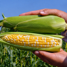 Новий Біколор F1 насіння кукурудзи суперсолодкої Sh2 середньої 80-82 дн. 23-24 см біколор (Мнагор)