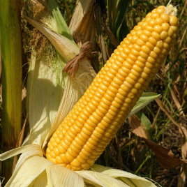 Кукурудза Фіона F1 (Солодка мрія F1) 